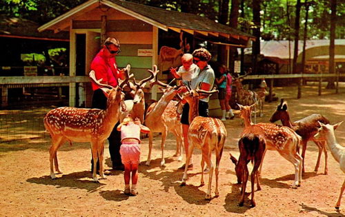 Deer Forest - Old Postcard